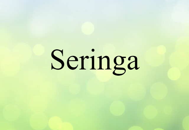 Seringa (noun) Definition, Meaning & Examples