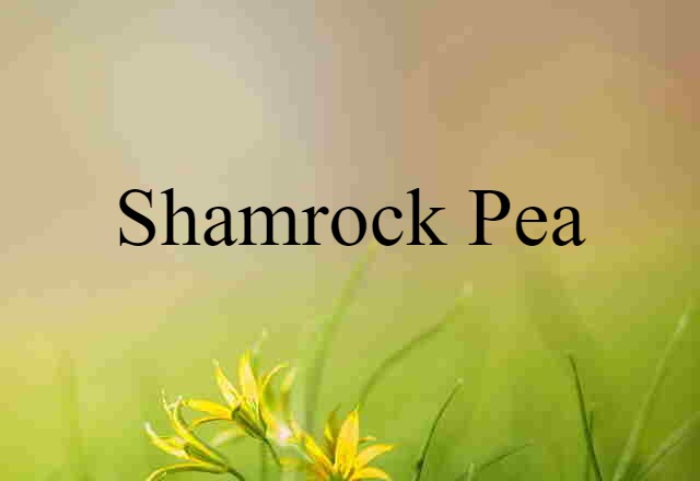 Shamrock-pea (noun) Definition, Meaning & Examples