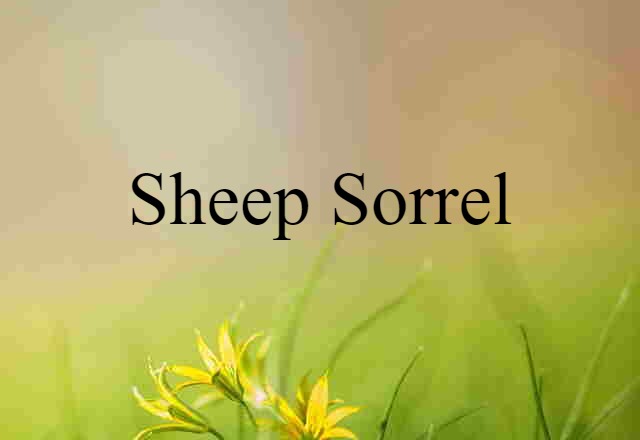 sheep sorrel