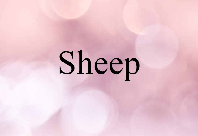 sheep