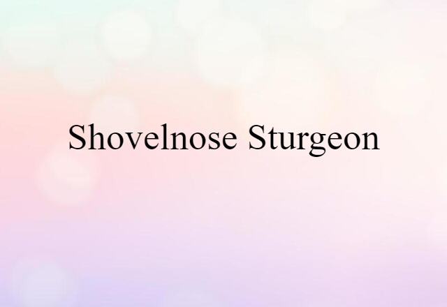 shovelnose sturgeon