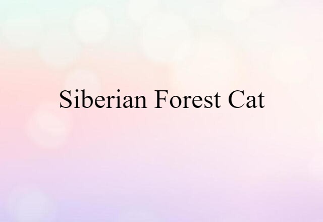 Siberian forest cat