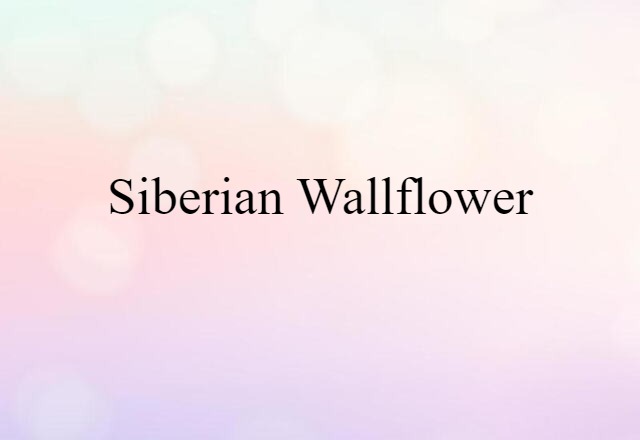 Siberian wallflower