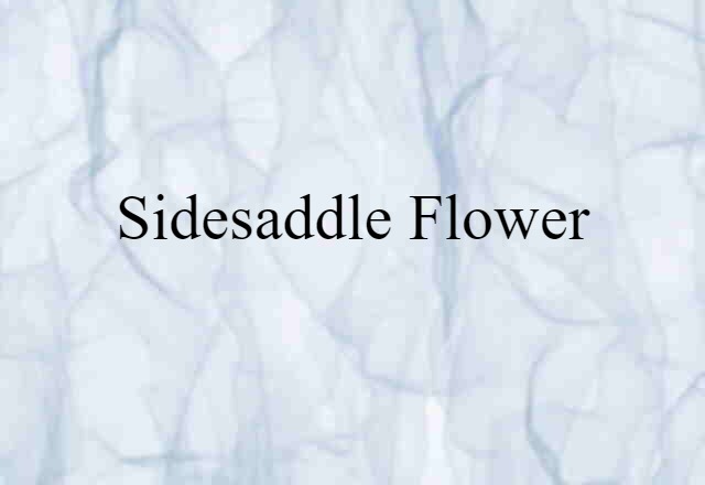 sidesaddle flower