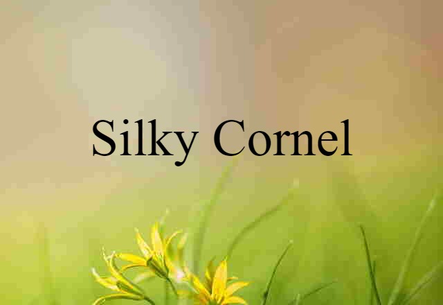 Silky Cornel (noun) Definition, Meaning & Examples