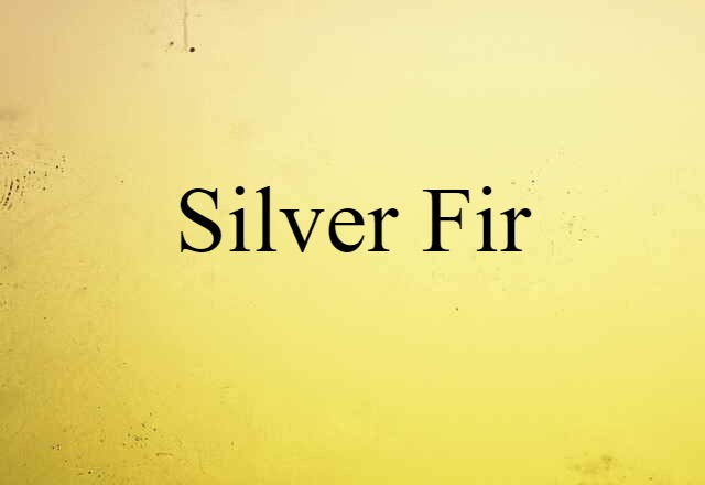 Silver Fir (noun) Definition, Meaning & Examples