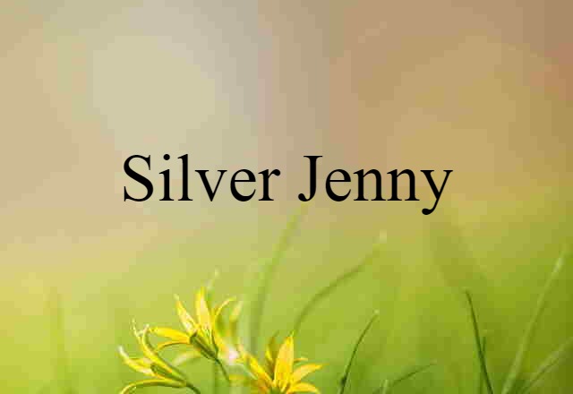 Silver Jenny (noun) Definition, Meaning & Examples