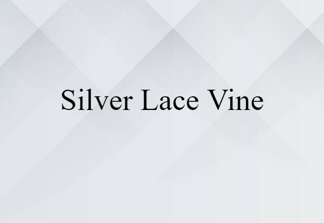 silver-lace vine