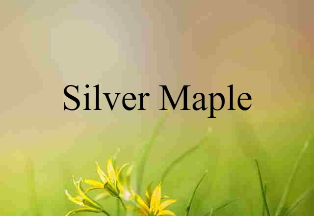 silver maple