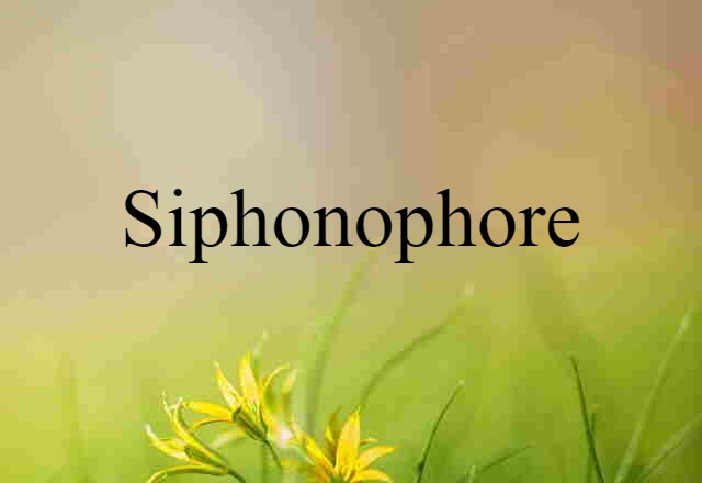 siphonophore