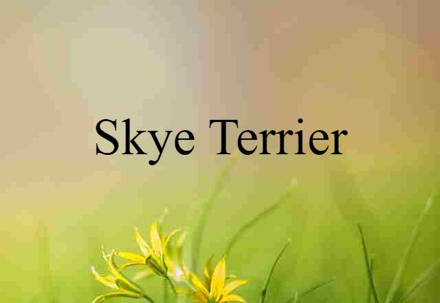 Skye Terrier (noun) Definition, Meaning & Examples