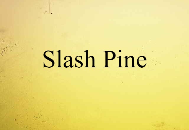 slash pine