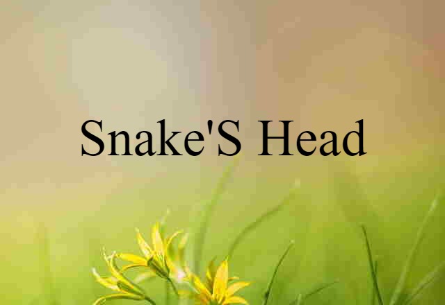 snake's-head