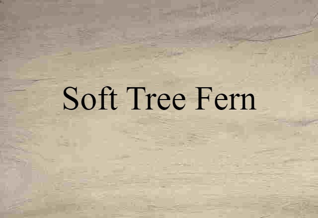 soft tree fern