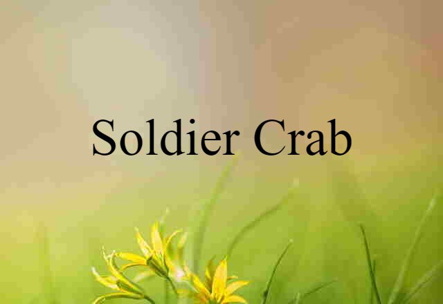 Soldier Crab (noun) Definition, Meaning & Examples