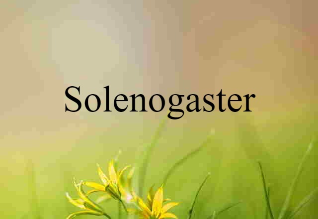 solenogaster