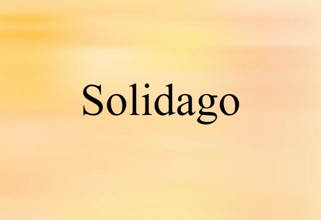 solidago