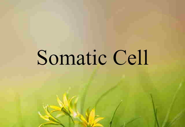 somatic cell