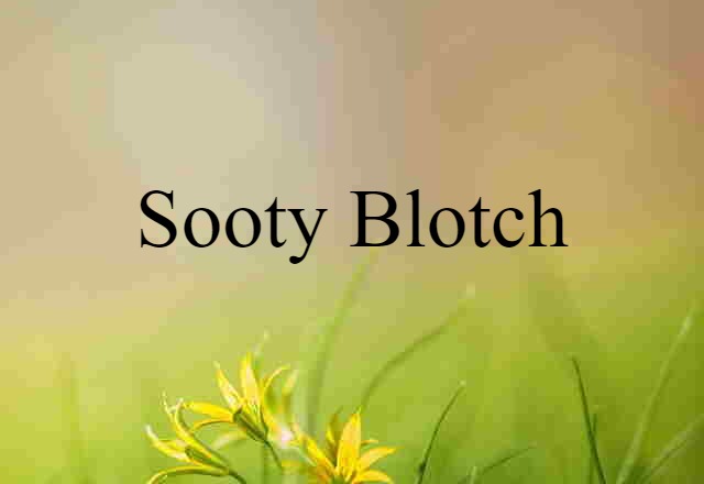 Sooty Blotch (noun) Definition, Meaning & Examples