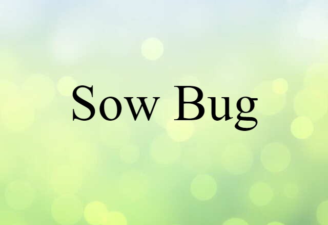 sow bug