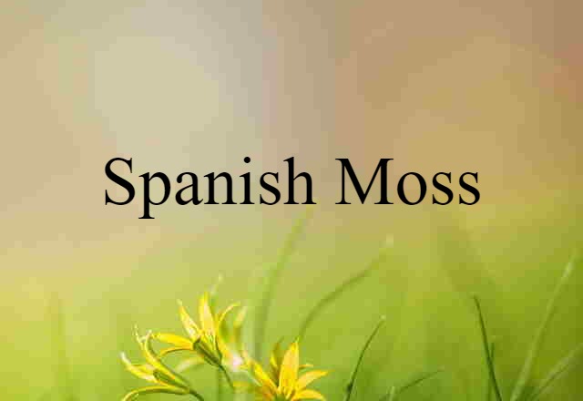 Spanish Moss (noun) Definition, Meaning & Examples