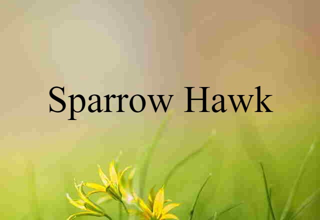 sparrow hawk