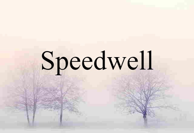 speedwell