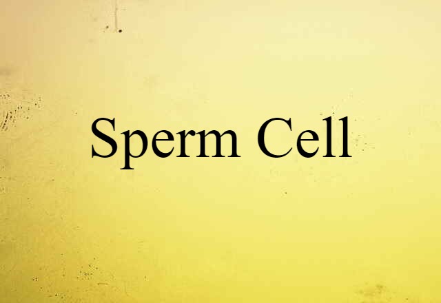 sperm cell