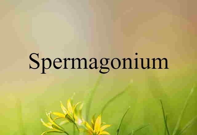 Spermagonium (noun) Definition, Meaning & Examples