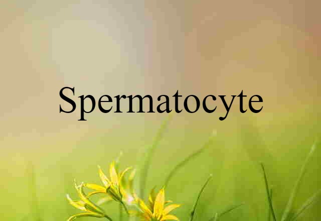 spermatocyte