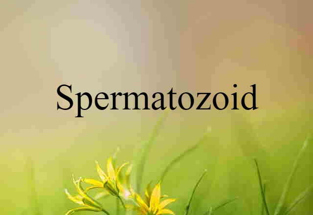 spermatozoid