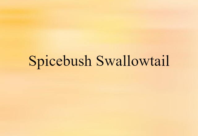 Spicebush Swallowtail (noun) Definition, Meaning & Examples