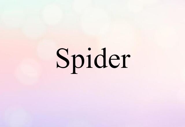 spider