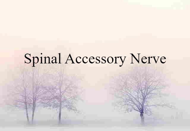 Spinal Accessory Nerve (noun) Definition, Meaning & Examples