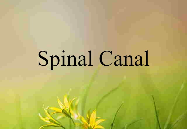 spinal canal