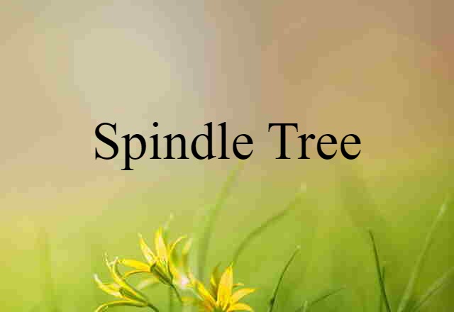 spindle tree