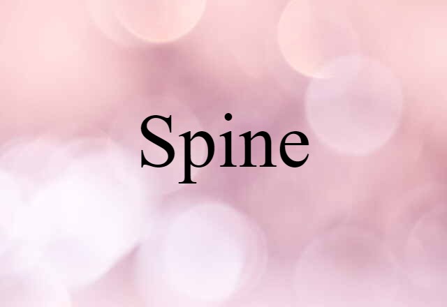 Spine (noun) Definition, Meaning & Examples