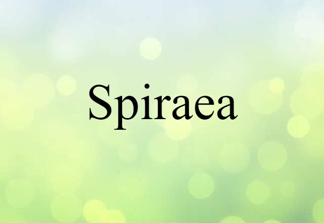 spiraea