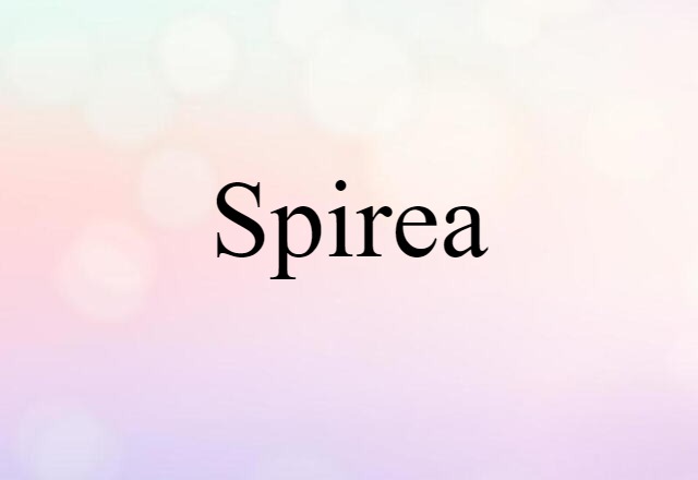 spirea