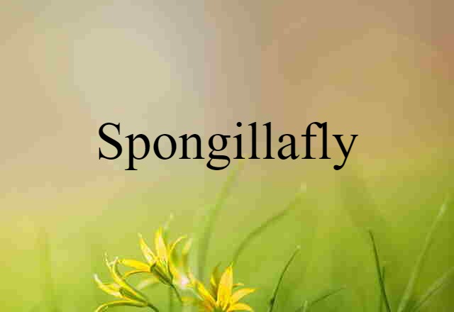 spongillafly