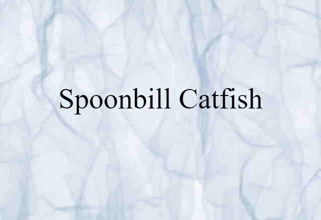 spoonbill catfish