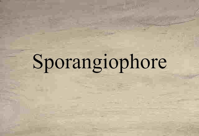 sporangiophore