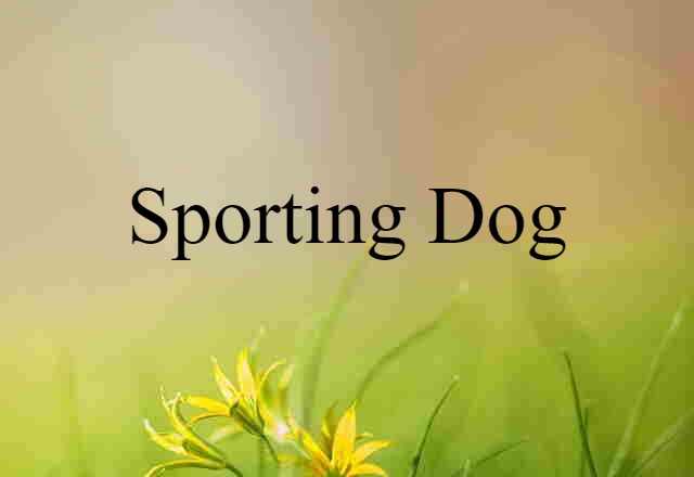 Sporting Dog (noun) Definition, Meaning & Examples