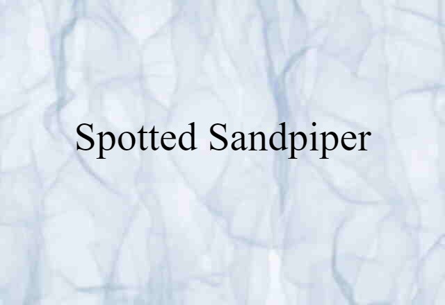 spotted sandpiper