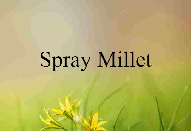 spray millet