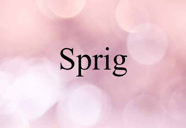 Sprig (noun) Definition, Meaning & Examples