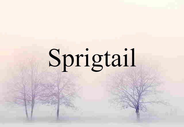 sprigtail