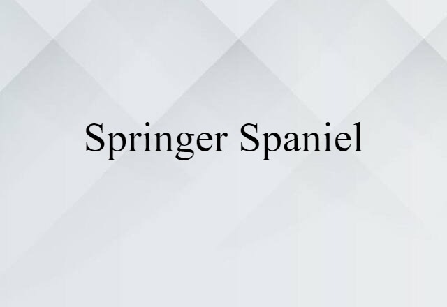 Springer Spaniel (noun) Definition, Meaning & Examples