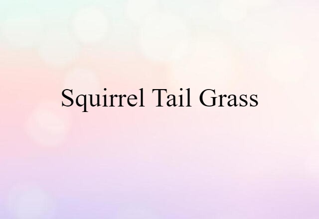 squirrel-tail grass