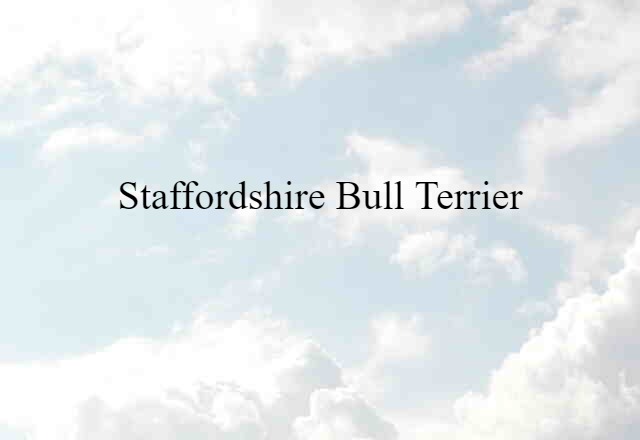 Staffordshire bull terrier